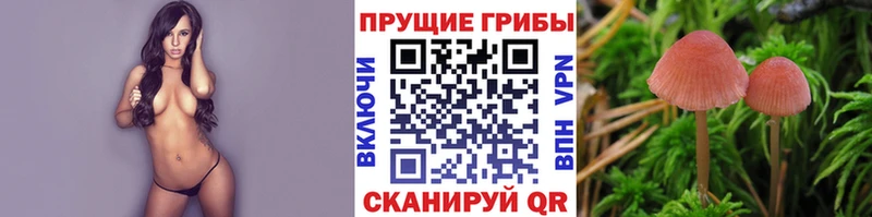 Псилоцибиновые грибы прущие грибы Кочубеевское